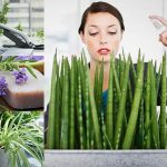 Pon una planta en tu vida